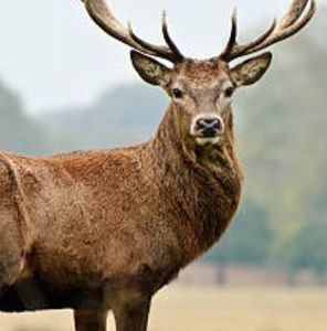 Meet your Posher, Clarence